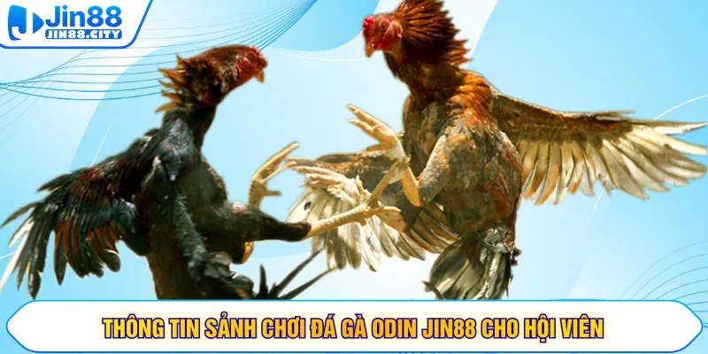 Thông tin sảnh chơi đá gà ODIN JIN88 cho hội viên